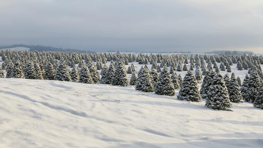 Oregon Christmas