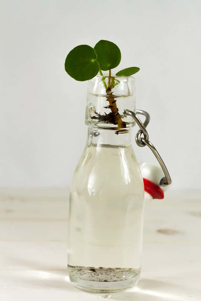 Center-right frame: A Chinese money plant with three round green leaves in a clear glass bottle filled with water. The bottle has a "swing top" that is seen, but not used. It is attached to to bottle by silver metal rods bent in various ways. The cap itself is white ceramic with a dull pink rubber stopper., frame right. White isolate background