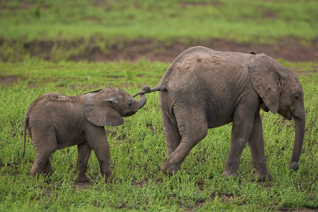 Young elephants playing, the youngest holding its siblings by their tails