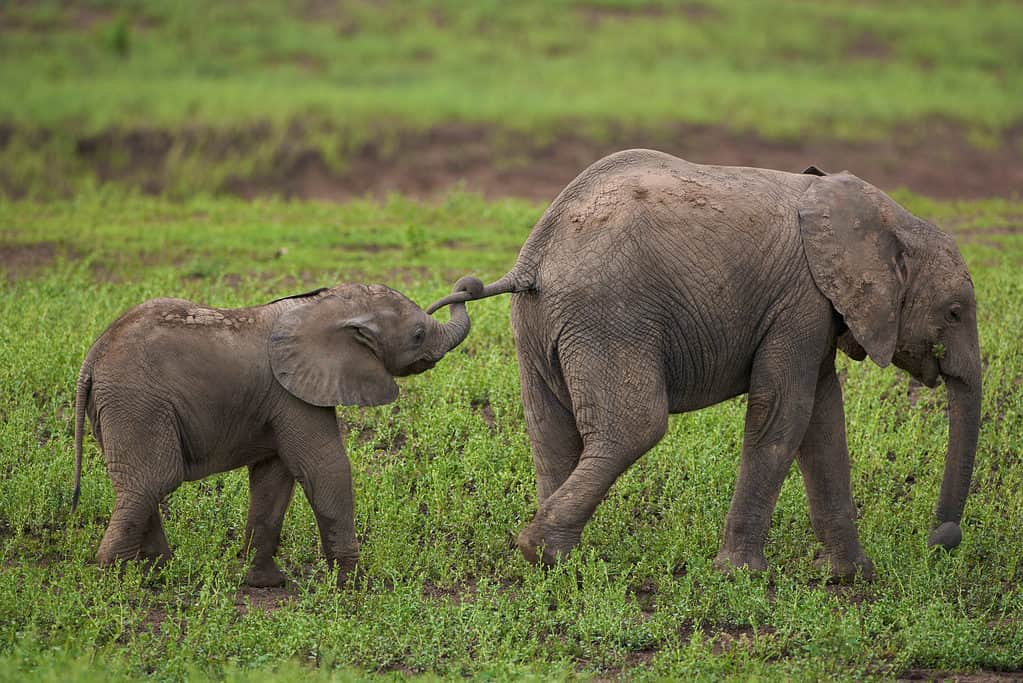 mom and baby elephant holding tail