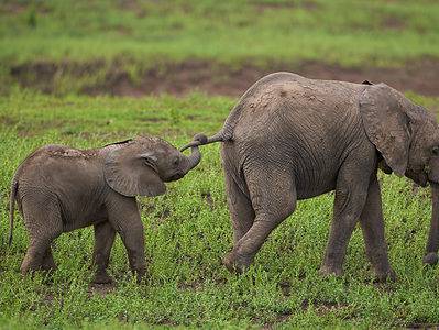 A Watch a Family of Elephants Band Together and Heroically Save Their Baby in Roaring Rapids