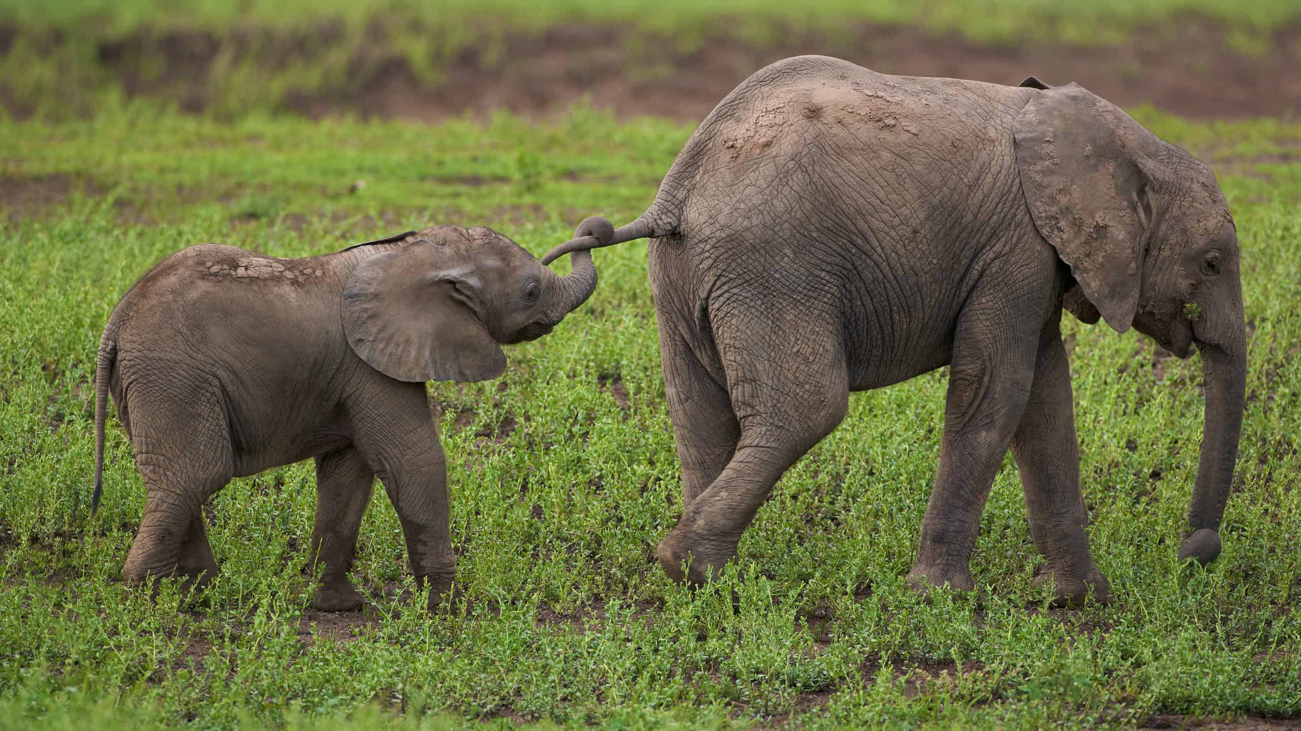 Young elephants playing, the youngest holding the tail of its sibling