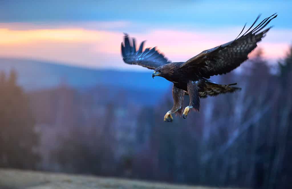 Eagle with wings outstretched flies in with sunset background