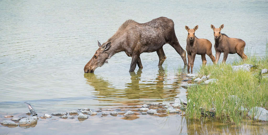 Moose and two calves