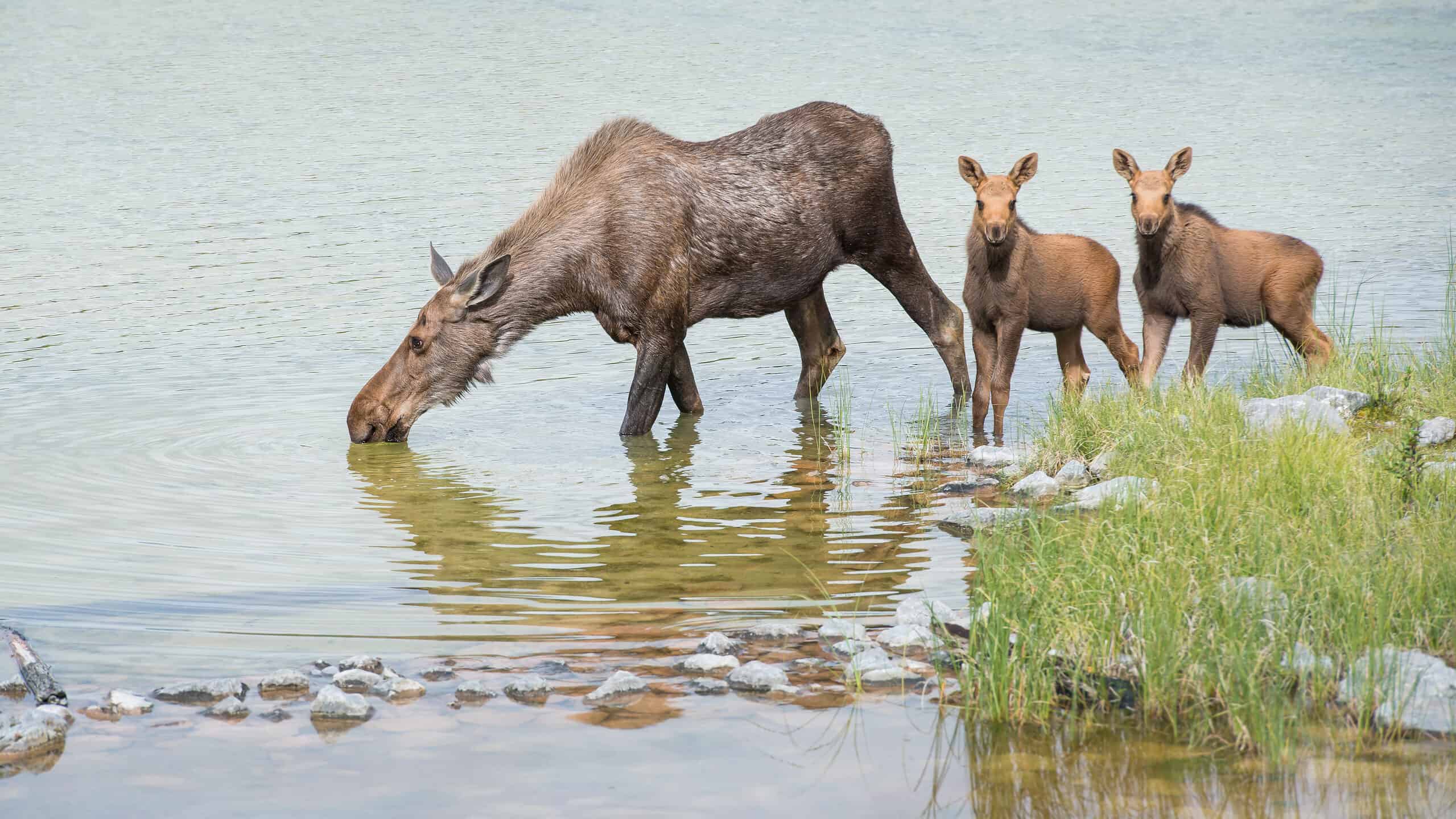 Moose and two calves