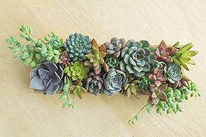 Succulent Arrangements: Get Inspired! Picture