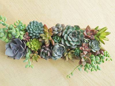 A Succulent Arrangements: Get Inspired!