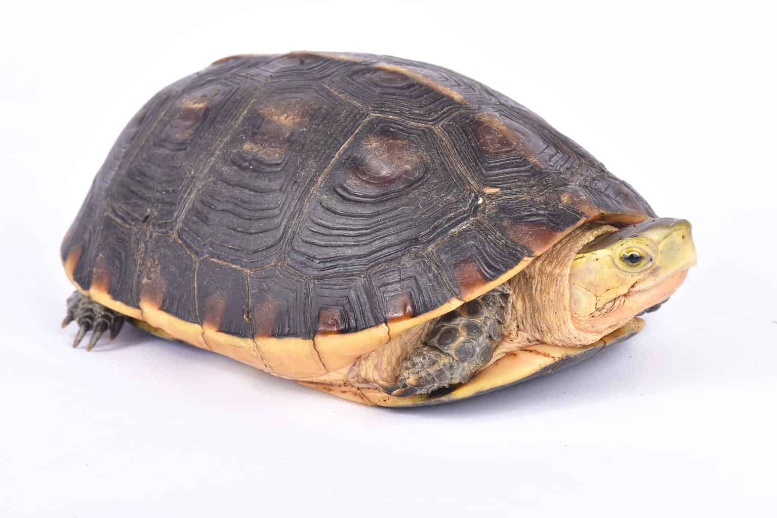 The Chinese Box Turtle