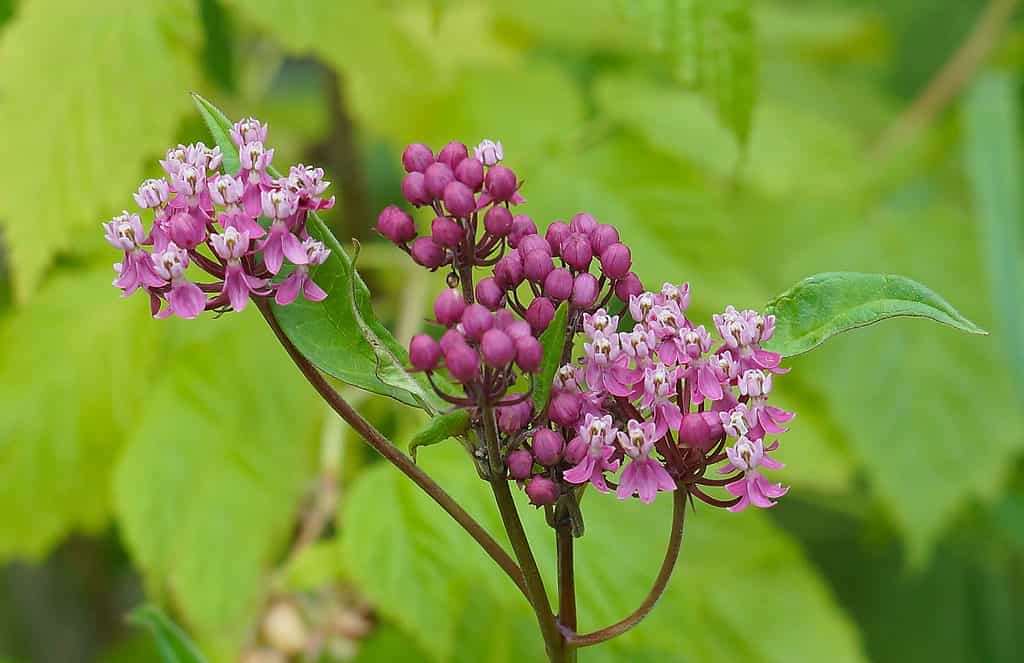 swamp milkweed