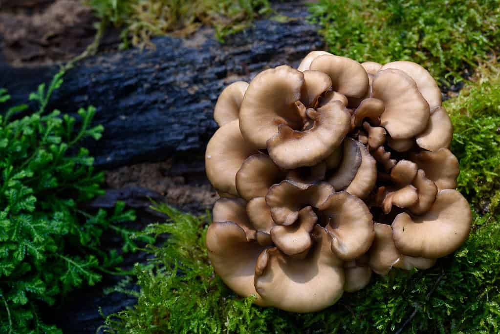 Maitake mushrooms growing in the wild