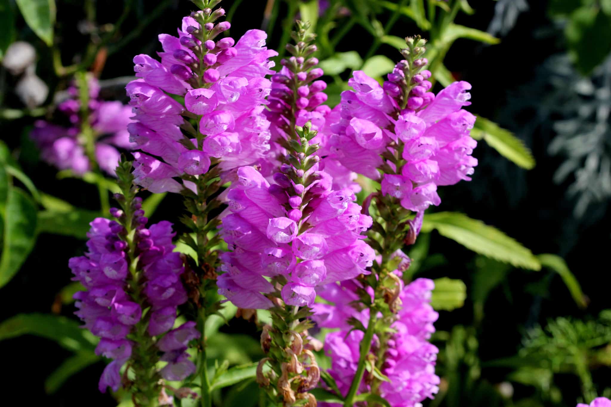 Физостегия виргинская (Physostegia virginiana)