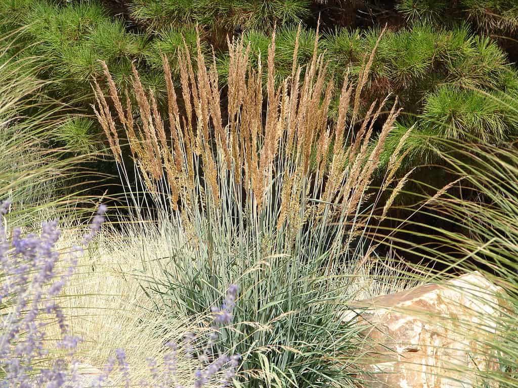 Indian grass (Sorghastrum nutans)