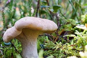 Hedgehog Mushrooms: A Complete Guide Picture