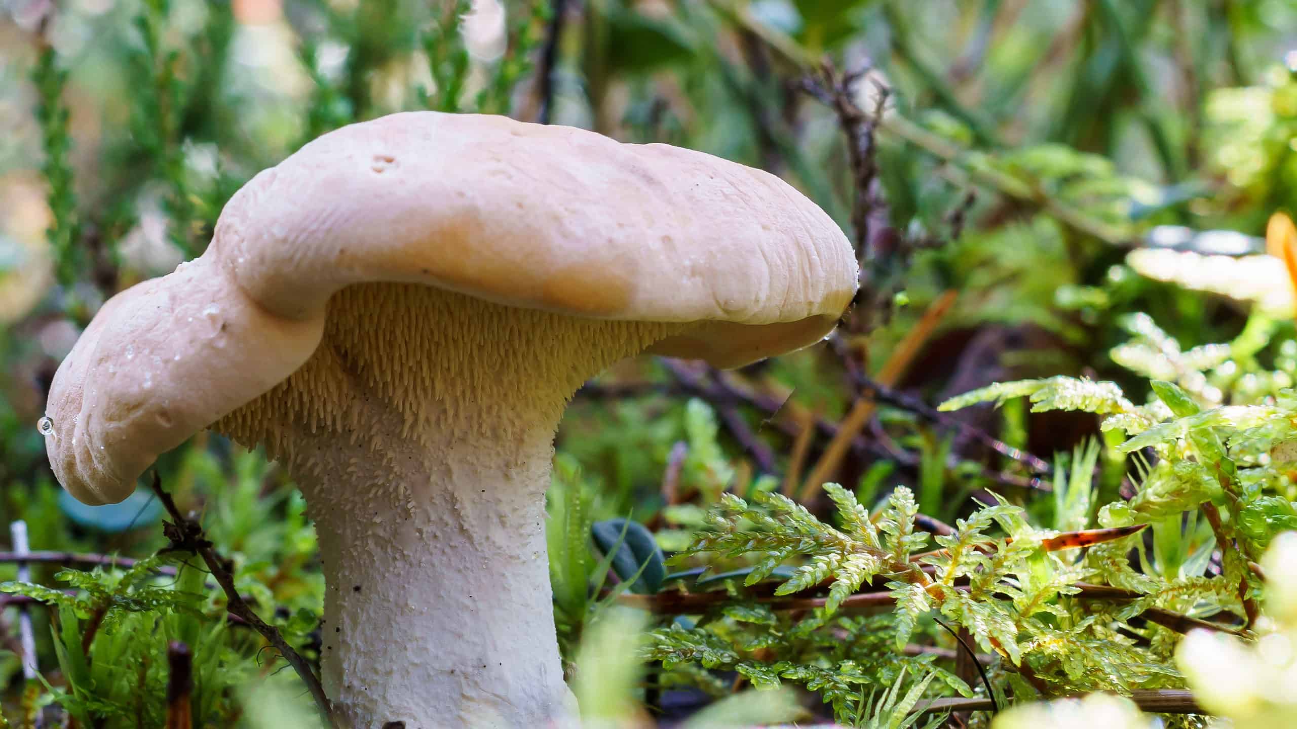 Hedgehog mushroom (Hydnum repandum) growing in the woods