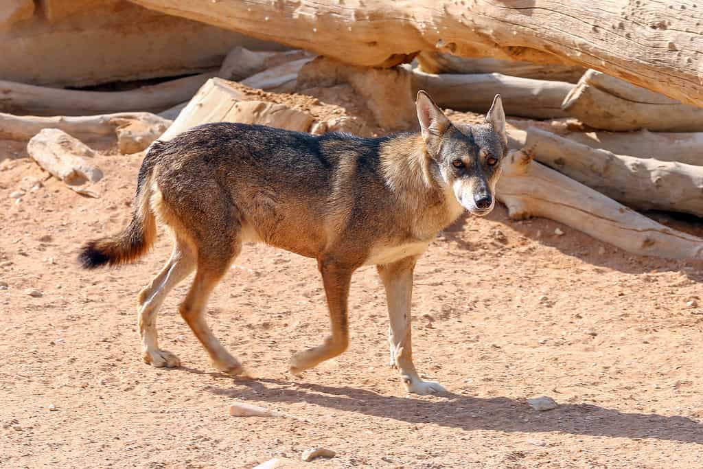 The Arabian wolf is smaller than the average wolf 