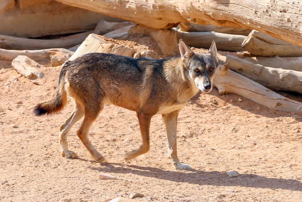 Desert wolf