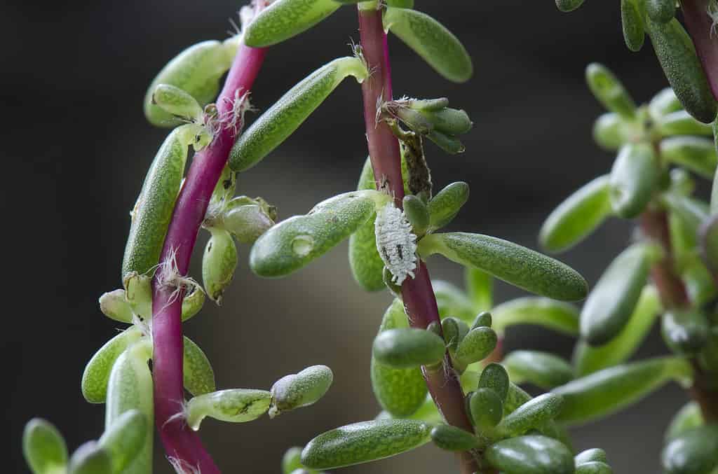 Succulent plant infested with mealybugs.