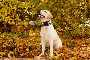 The 5 Best Bark Collars for Large Dogs Picture
