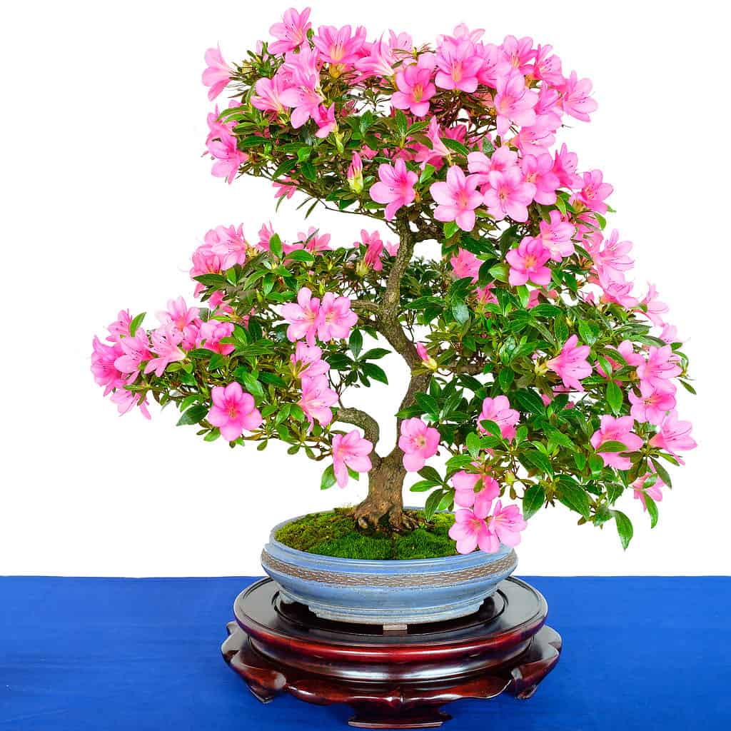 pink bonsai tree on blue and white background