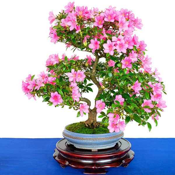 Azalea Bonsai Tree: Varieties, How to Propagate, and More