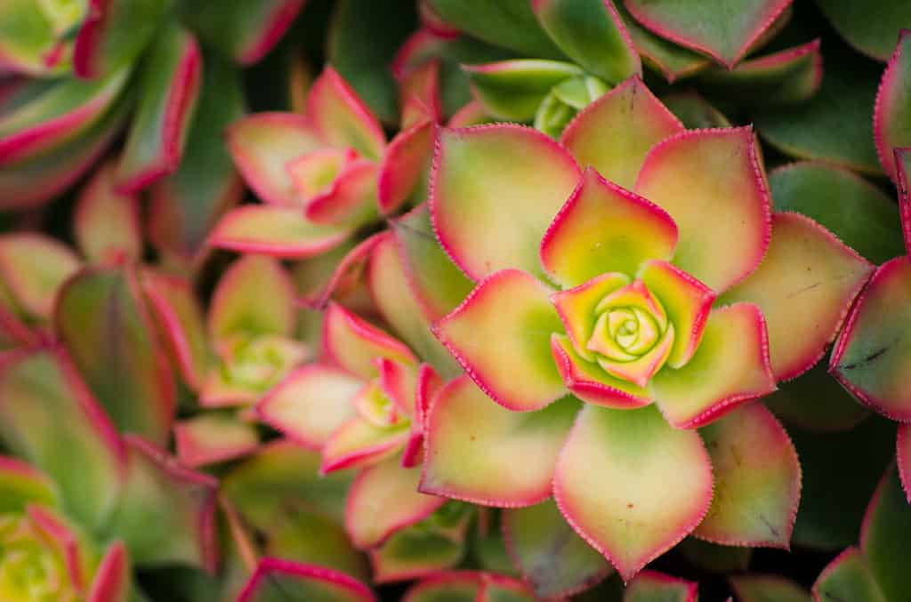 Beautiful green-pink kiwi aeonium