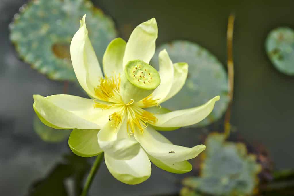 American water lotus 