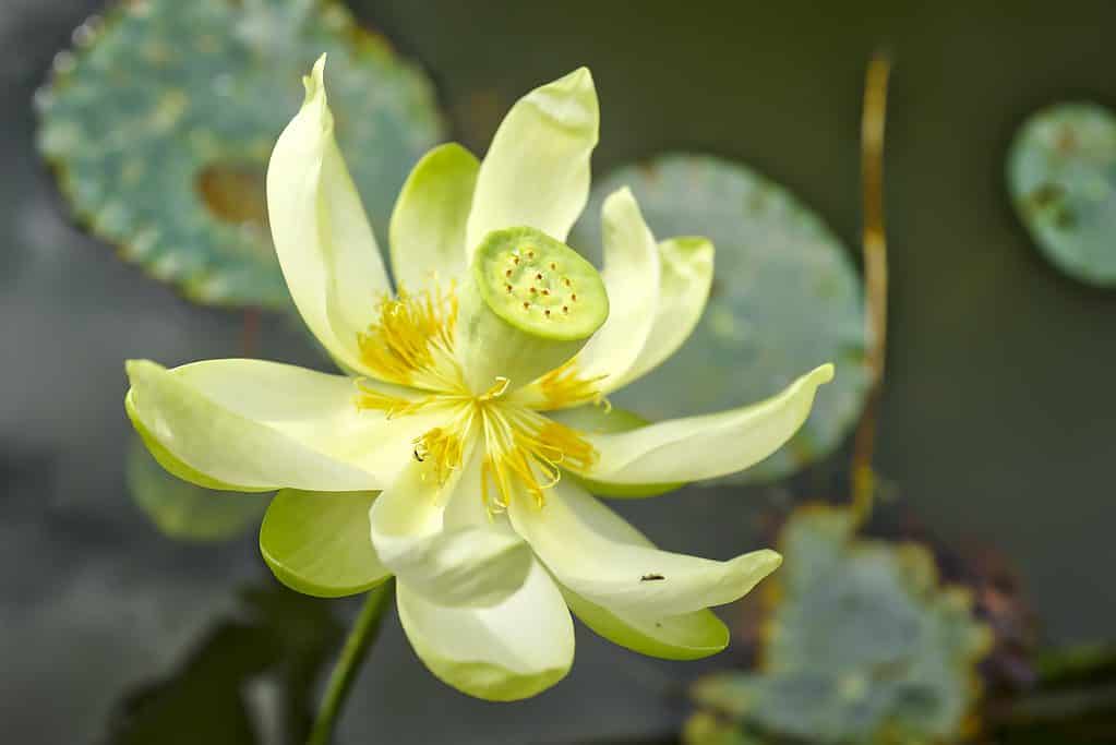 yellow lotus flower meaning