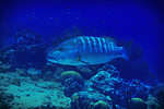 Cubera snapper
