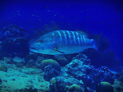 A Cubera Snapper