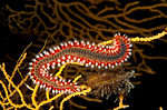 Bearded fireworm
