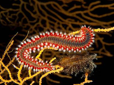 Bearded Fireworm Picture