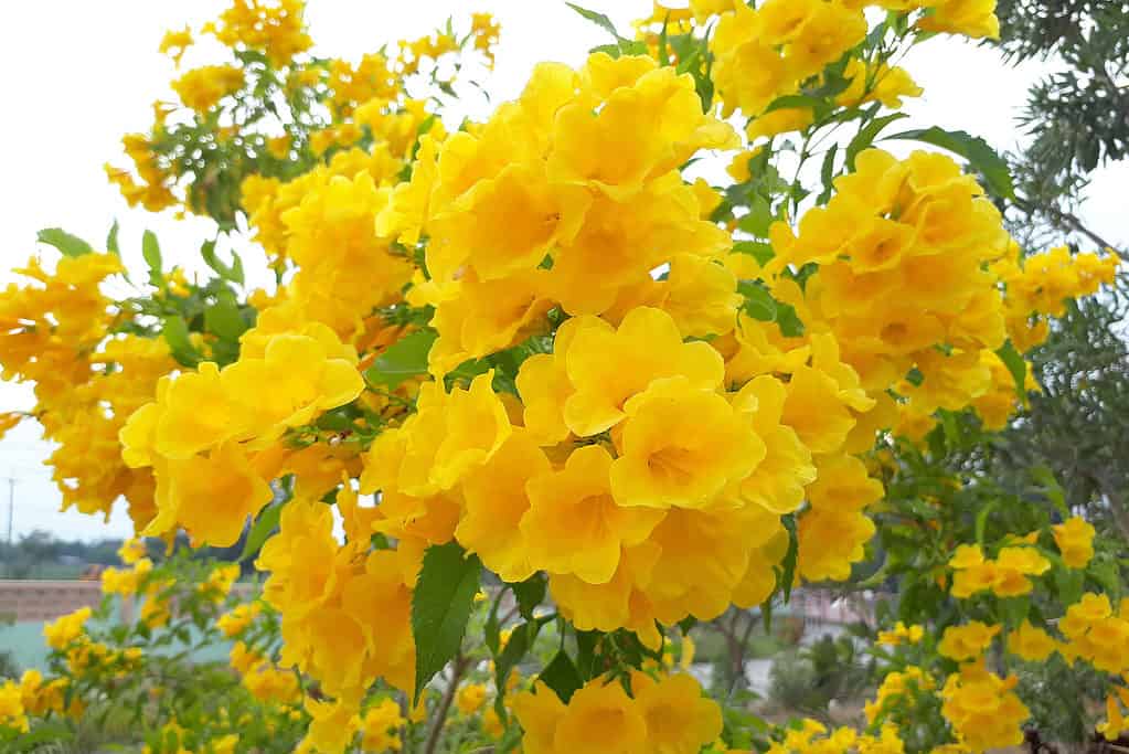 Esperanza, yellow bells (Tecoma stans)