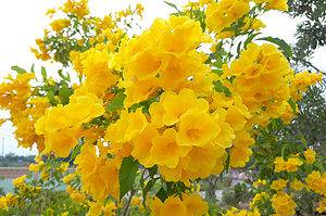 Discover the 15 Best Shrubs to Plant in Arizona (From Flowering to Evergreen!) Picture