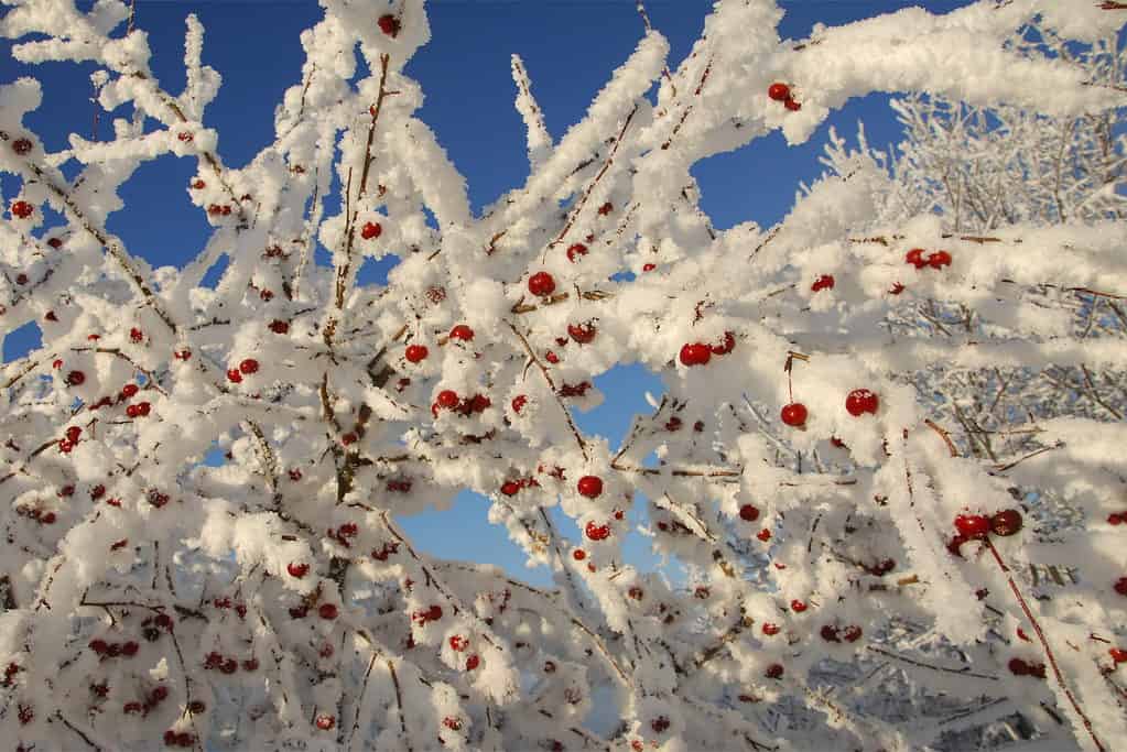 Frozen crabapple tree laden with snow