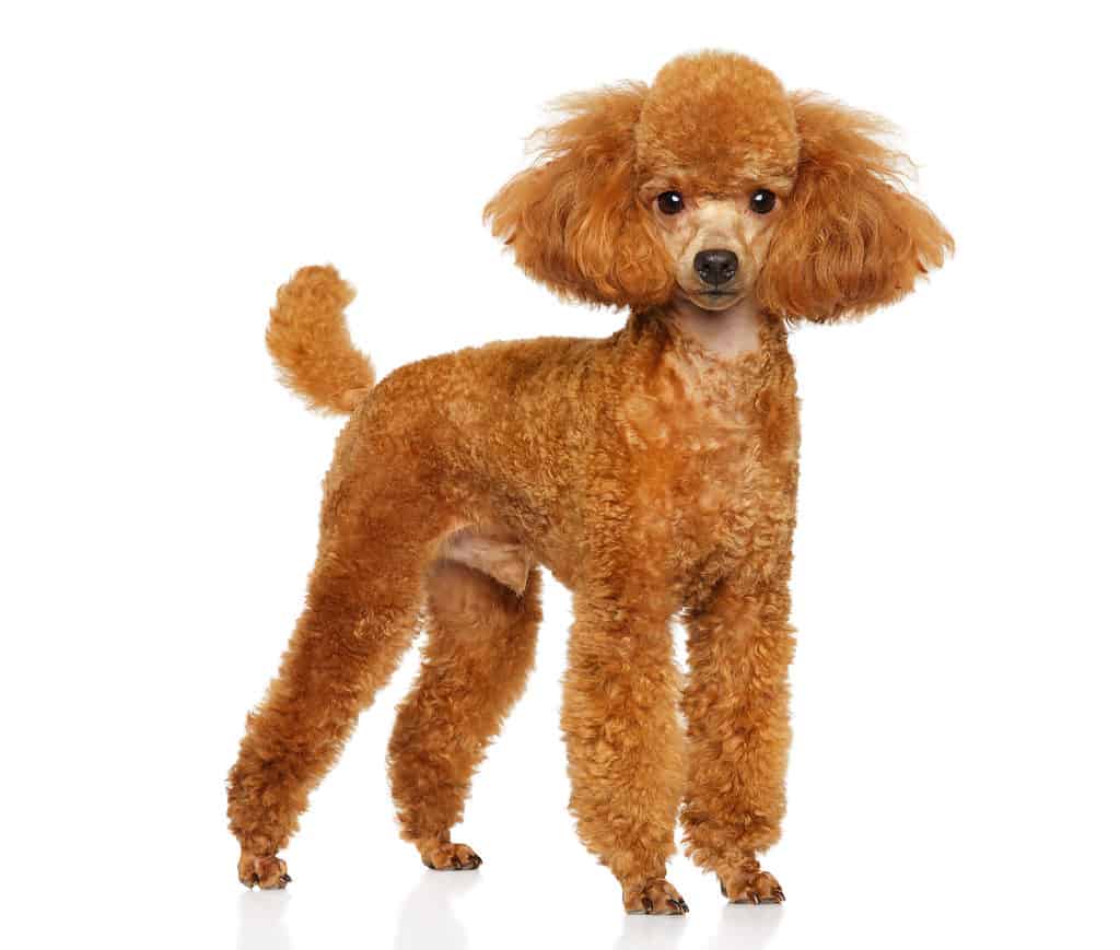 Apricot 2025 poodle price