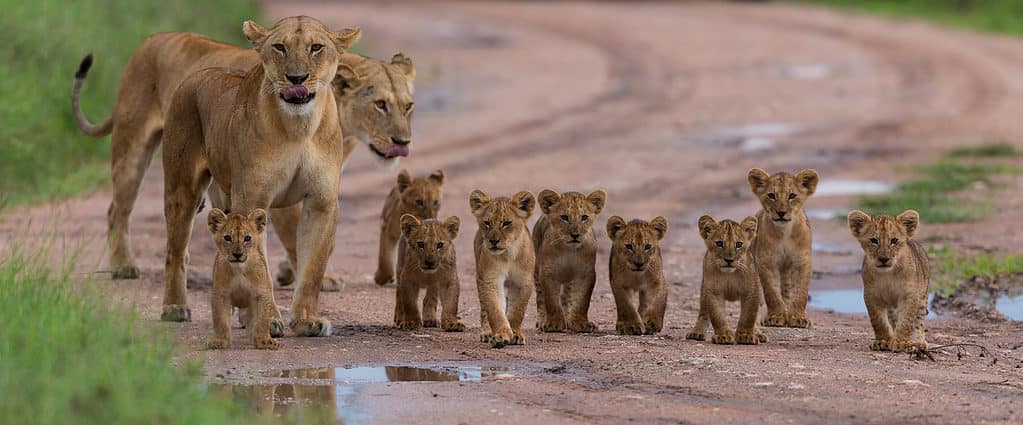 Lionesses and cubs