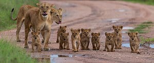 Watch a Massive Gathering of Lions Stop at the Same Location to Drink Picture