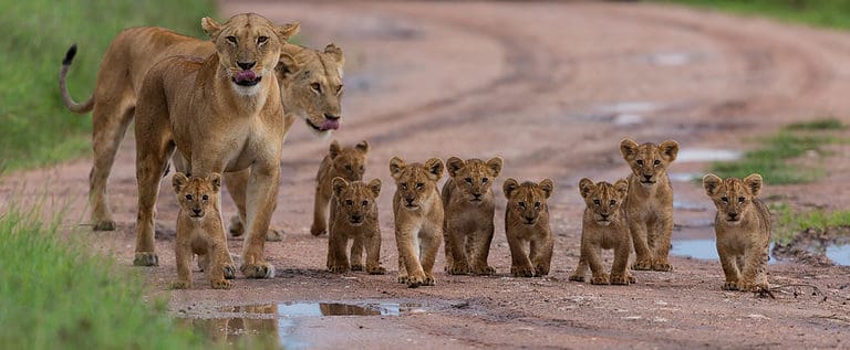 Lionesses and cubs