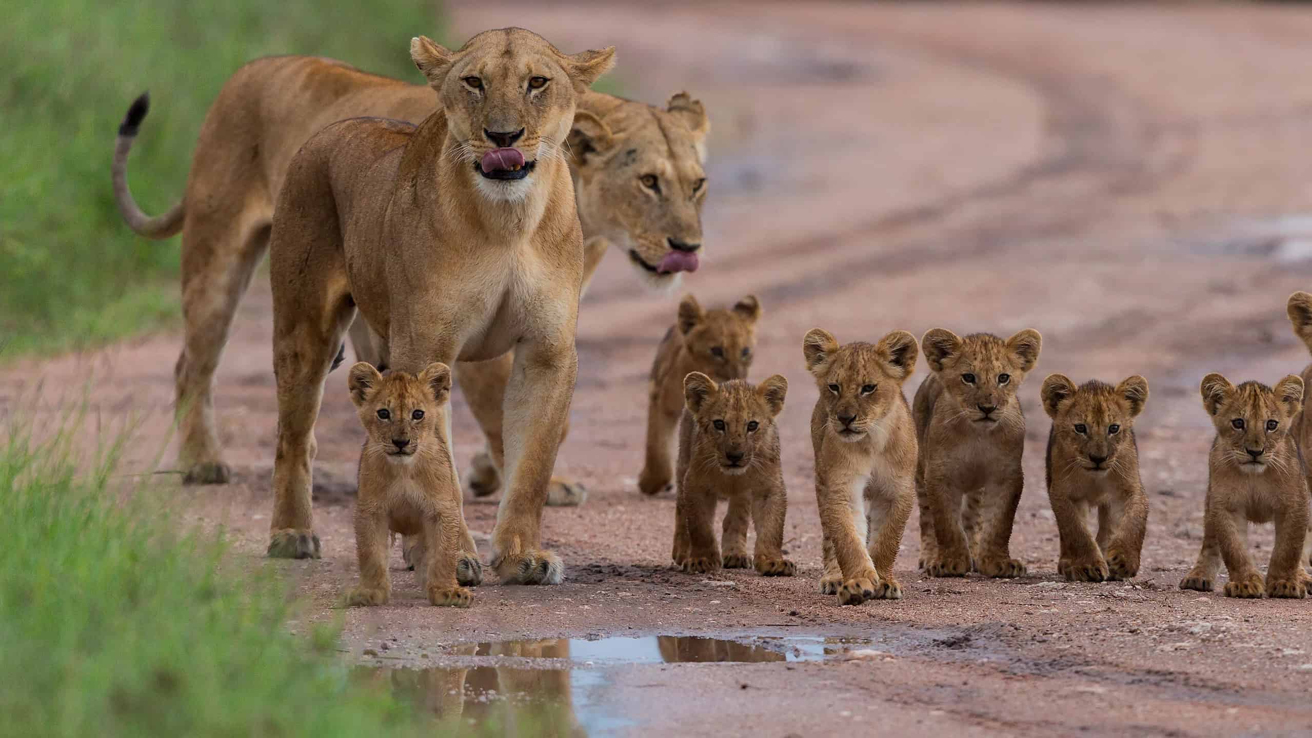 Lionesses and cubs