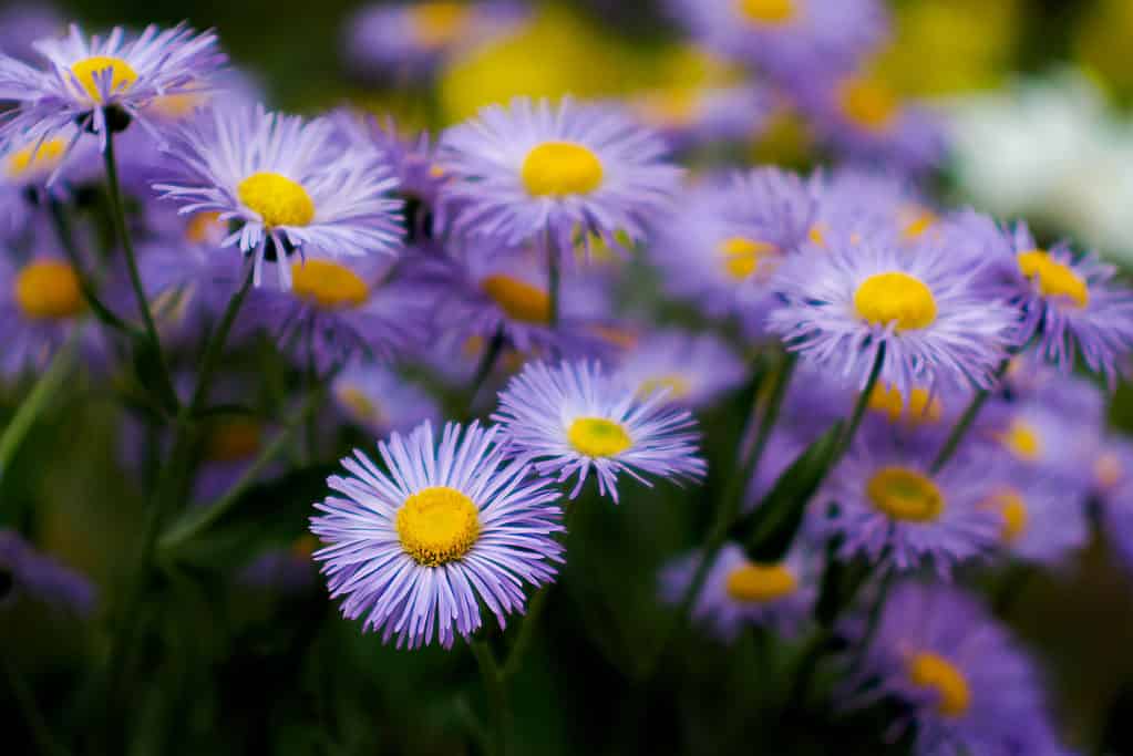 Aromatic aster (Aster oblongifolius) with bright purple daisy-like flowers
