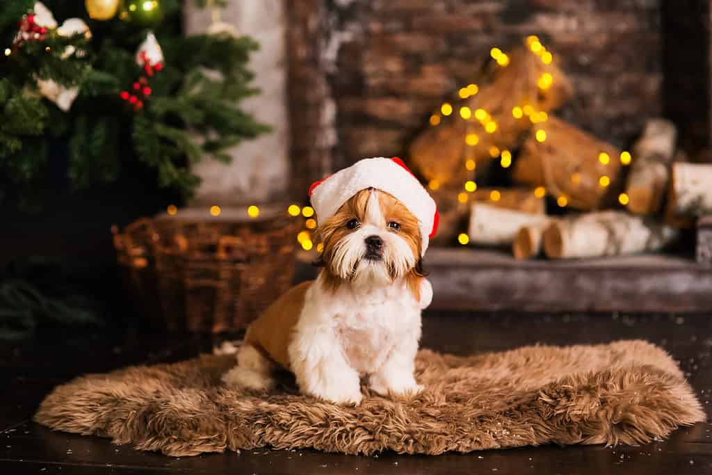 A puppy by a Christmas fire