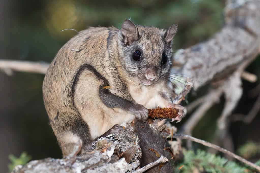 baby japanese dwarf flying squirrel