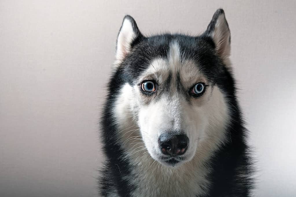 Siberian Husky looking anxious.