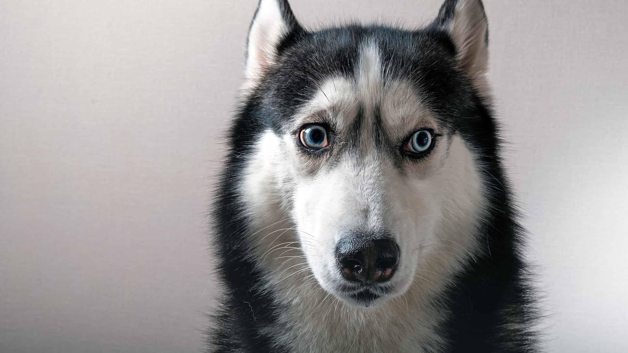 Siberian Husky looking anxious.