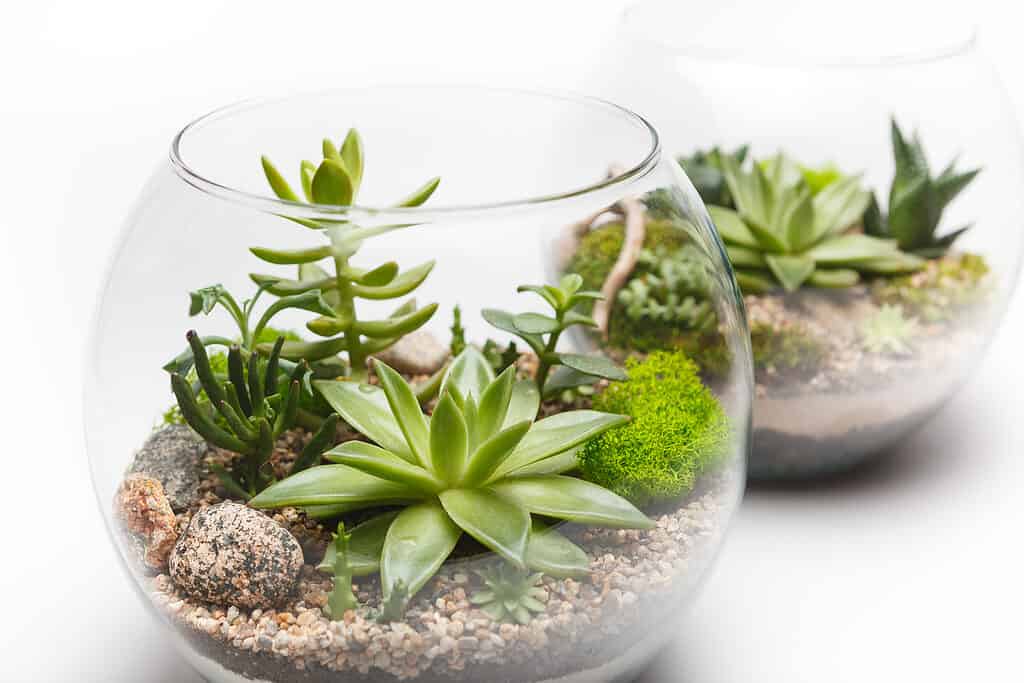 Close-up of a succulent arrangement in a glass vase (terrarium).