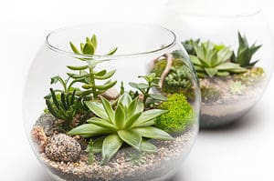How to Make a Succulent Terrarium: The Beginner’s Guide Picture