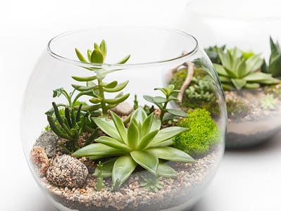 A How to Make a Succulent Terrarium: The Beginner’s Guide