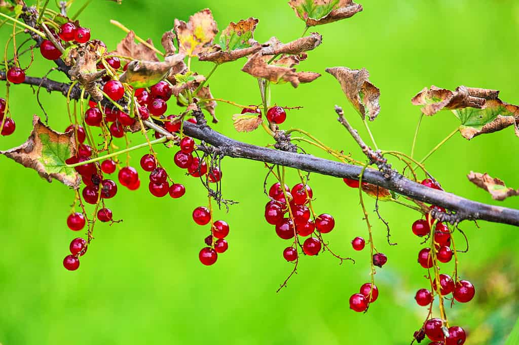 Red Currant (Ribes triste)