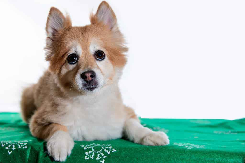 Shiba Inu mix