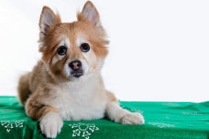 Shiba Inu mix